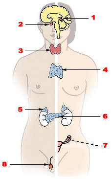 Hormondrüsen - Abbild Wikipedia
