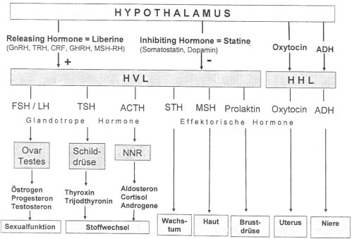 Übersicht Hormonsystem